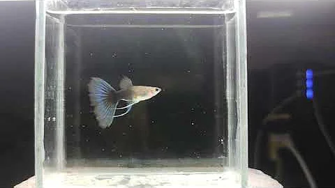 Half Black Blue Guppy - ( Ribbon Female )🎀