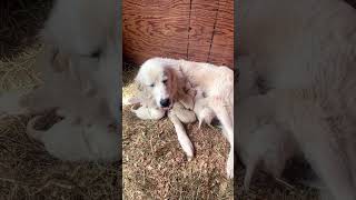 Maremma Magic Mommies  #puppy #dogs #animals #shorts