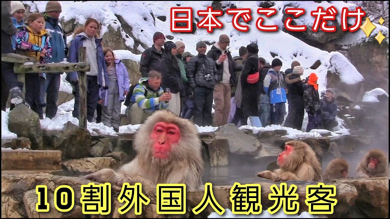 【帯付き】まけるな！モズちゃん 地獄谷のサルと友だちになって20年 絶版本】まけるな！モズちゃん 地獄谷のサルと友だちになって20