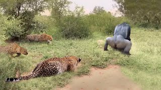 Tragic! Baboons Kidnap Leopard's Cubs And Bring Them Up A Tree, But Regrets Straight After by Wild Animals 153,782 views 1 year ago 11 minutes, 14 seconds