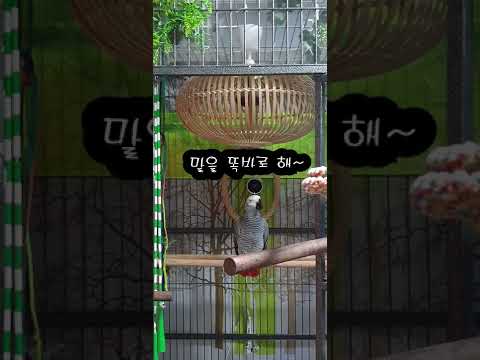 너 앵무새 맞아?사람같잖아! K-parrot [연구대상똘이뷰] Korean-gray parrot#shorts