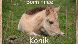 Born free Konik horses in the Netherlands