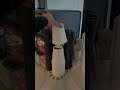 ASMR 6:00 am morning routine 🏃♀️#morning routine #vlog #aesthetic