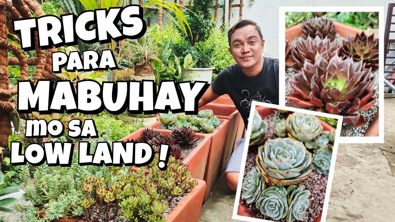 ECHEVERIA IMBRICATA & ECHEVERIA BLACK PRINCE |SUCCULENTS PLANT CARE IN LOW LAND