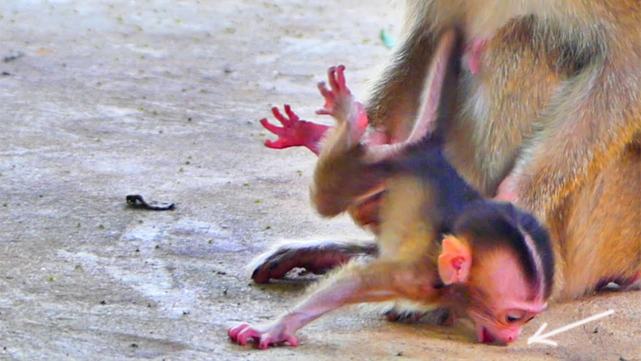 Oh my heart touched...P-o-or baby monkey SABA fall (face on the cement ...