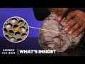 Understanding Wasp Nests