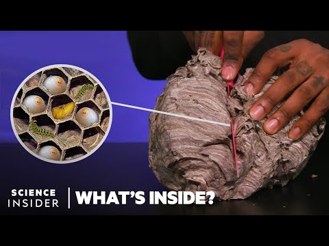 What&rsquo;s Inside A Wasp&rsquo;s Nest | What&rsquo;s Inside?