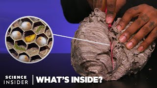 Whats Inside A Wasps Nest | Whats Inside