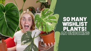 Wishlist plant unboxing 🤩| Foliage Dreams & PLNTS.com