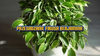 Przesadzanie fikusa Benjamina 