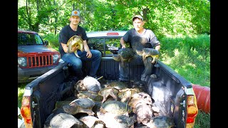 SNAPPING TURTLE NOODLING! We Caught 31!