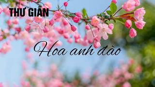 Hoa anh đào  - Nhạc thư giãn, đọc sách // Relaxing Music for Reading screenshot 5