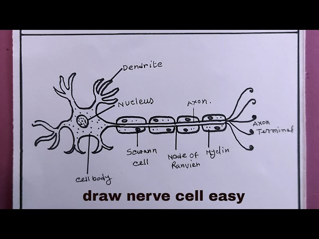 Nerve Cell Diagram | Quizlet