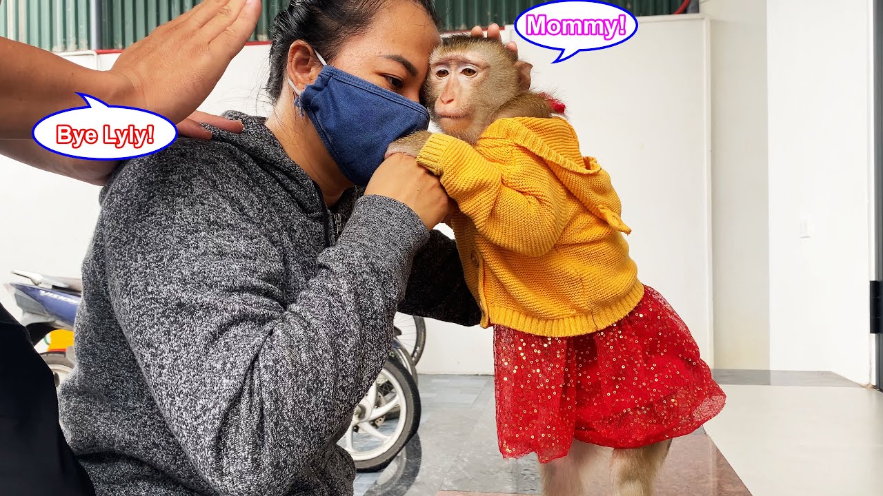 Monkey Lyly reluctantly said goodbye to her mother when she found out she was sick.