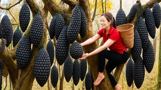 Shocking Wild Fruit Found in Jungle – Turned Into Rare Black Wine & Sold Out Instantly!