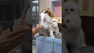 Для покупки щенка напишите в WhatsApp: +420 777 345 055 #maltipoopuppy #puppy #мальтипу #maltipoo
