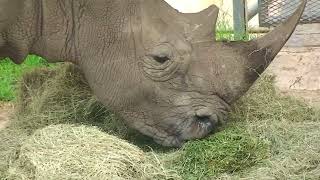 Full Morning Time at the Zoo - by Hap Palmer Update