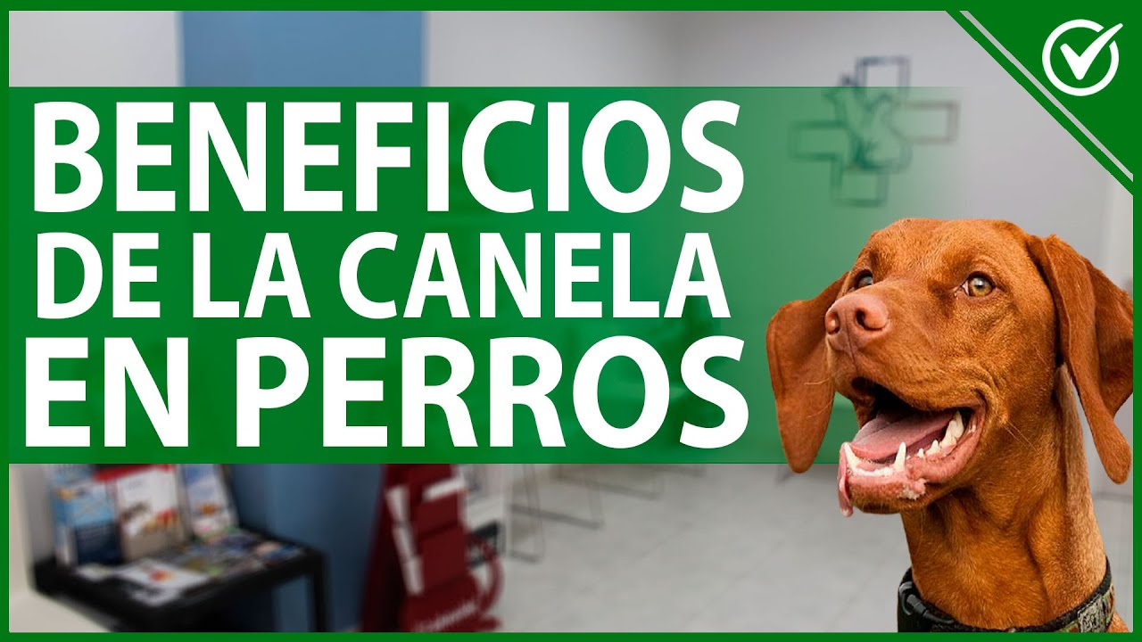 La Canela Es Buena Para Los Perros