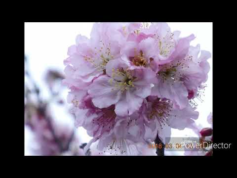 淚的小花