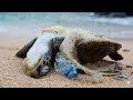 A Silent Crisis 2026 : The Reality of Plastic on Our Beaches !