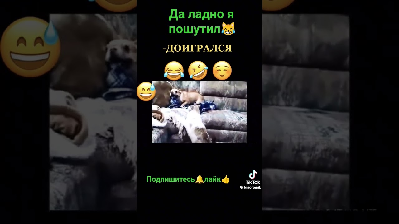 😹🐶