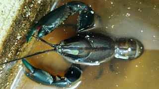 Catching And Storing Yabbies How To Keep Yabbies Alive