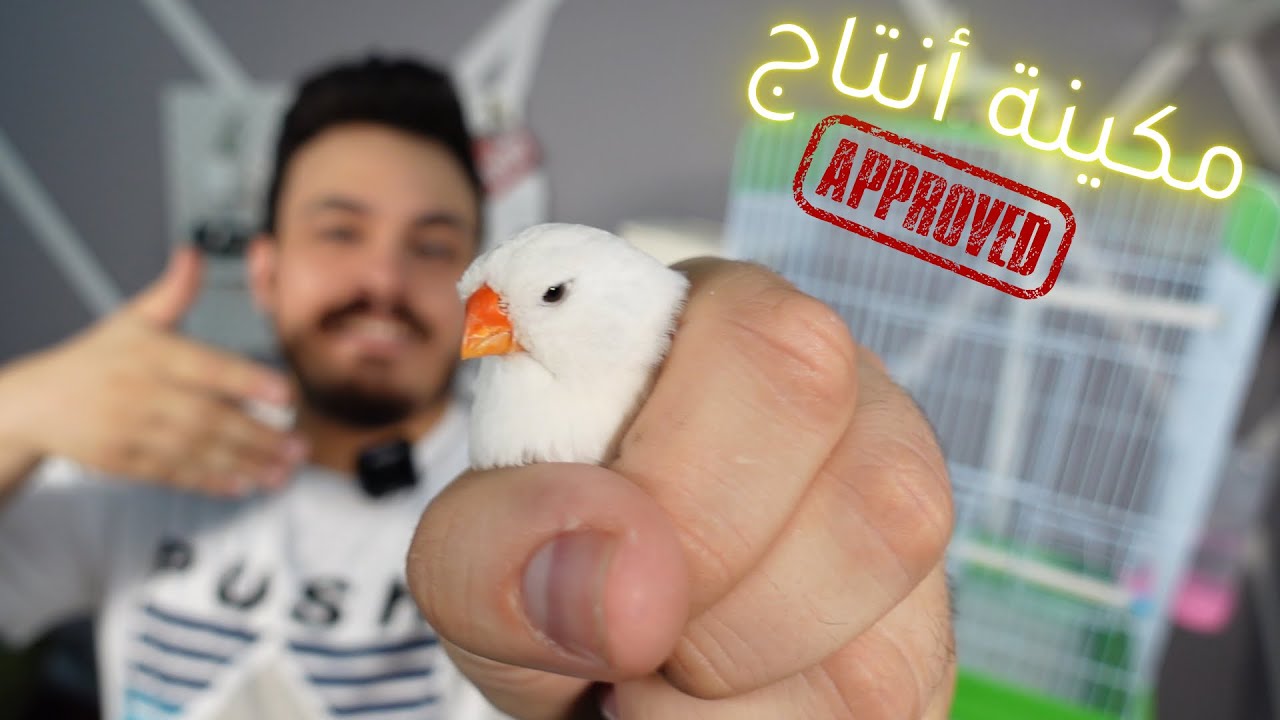 عصفور الزيبرا الرهيب تعرف عليه وطرق انتاجه