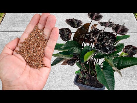 Vídeo: Com aconseguir que floreixin les plantes de Brugmansia