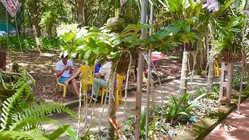 Kiểu trồng phi điệp đưa lan về gần thiên nhiên . Sơn Cầm