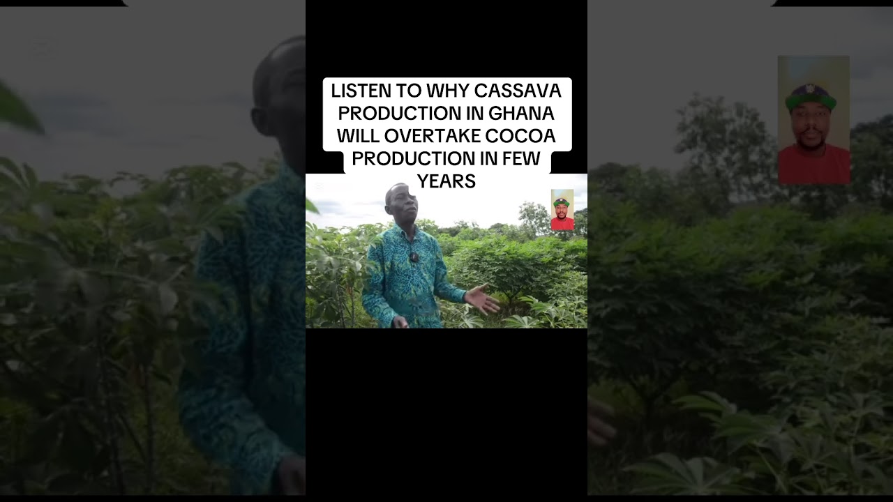 LISTEN TO WHY CASSAVA PRODUCTION IN GHANA WILL OVERTAKE COCOA PRODUCTION IN FEW YEARS..!