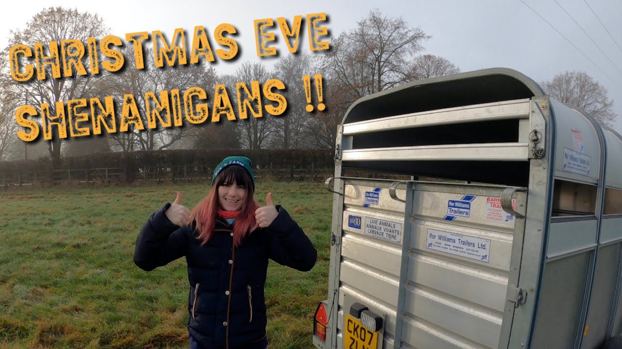 MOVING HAYLEY'S EWE LAMBS ON XMAS EVE