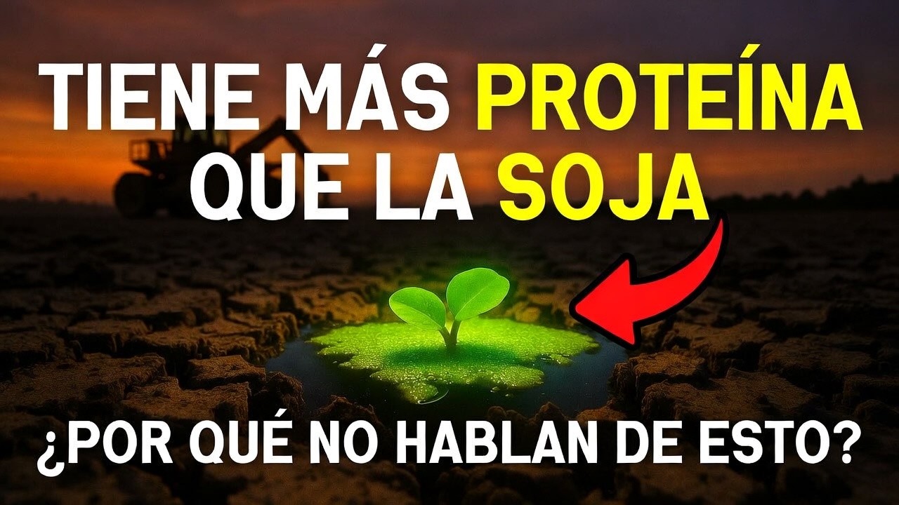 Esta Planta Tiene Más Proteína Que la Soja y Crece Solo en Agua