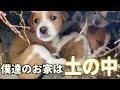 【保護犬　子犬】野犬の多い場所で土の中に....??