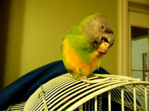 lovebird species Electra my Senegal Parrot gets some Scritches and Eats her Favorite Treat!