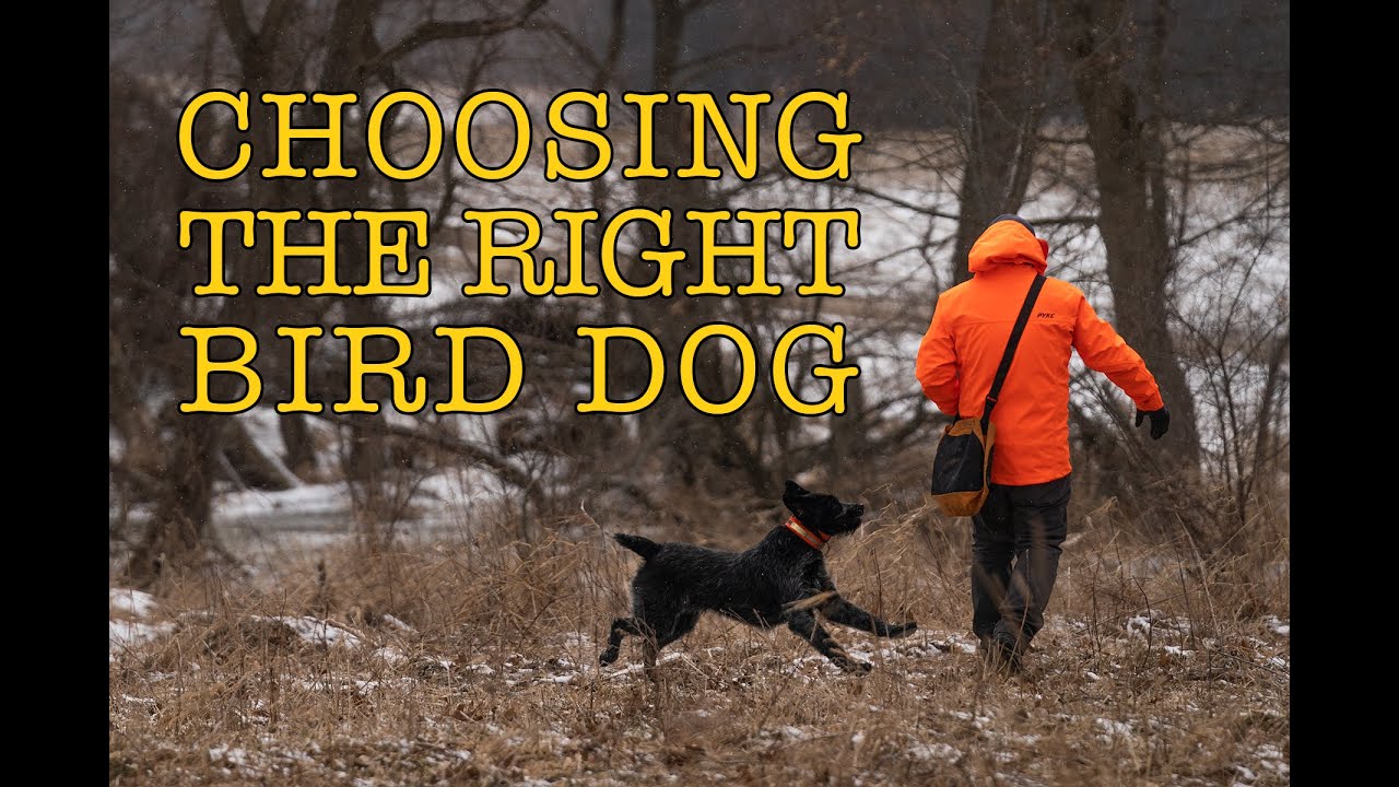 Choosing the Right Bird Dog YouTube
