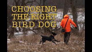 Choosing the Right Bird Dog