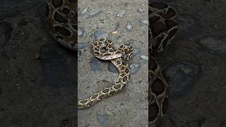 Juvenile Russel Viper 😱 #india #snake #youtubeshorts #amravati #wildlife #love #cute