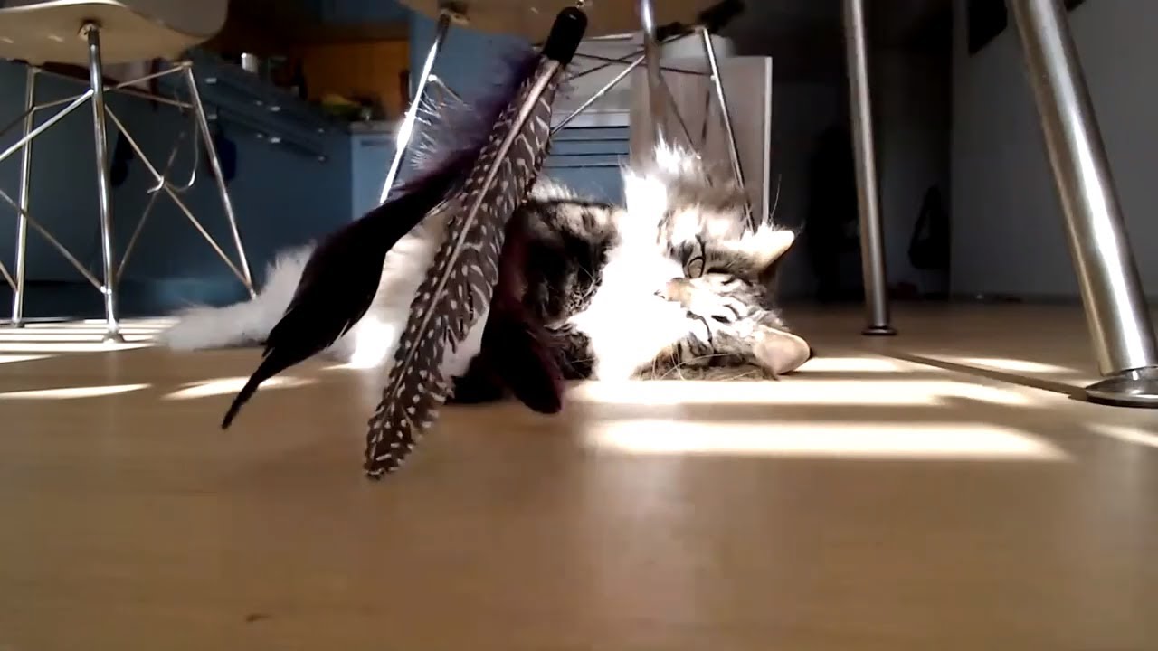 Live Siberian cats playing with their favourite toy YouTube