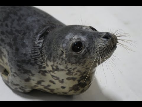 アザラシ GI21caVa8AAw7t5.jpg:large