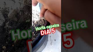 horta caseira dia 5 #horta #plantas #pimentao #jardim