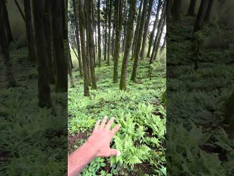 Very beautiful large pine tree garden