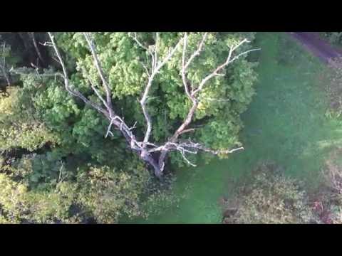 Dead Tree