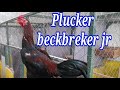 Pejantan baru plucker backbreker ayampakoy ayamplucker sasanangapak ayambangkokindonesia