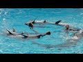 イルカ クジラたちがスピーディーでダイナミックなパフォーマンスを繰り広げる マリンライブSmiles