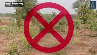 Forest Plantation Management