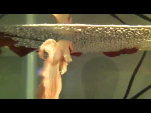 Betta Fry hatching(spawn log#2)