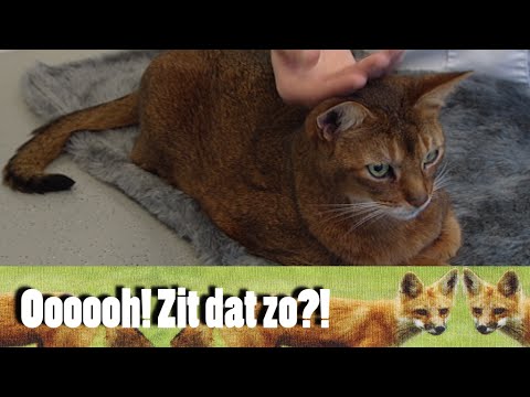 Ohhhhh zit dat zo?! Waarom komen katten altijd op hun pootjes terecht?
