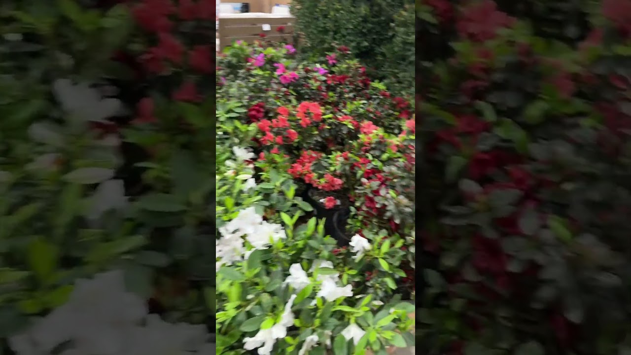 I Love Getting these at Costco 