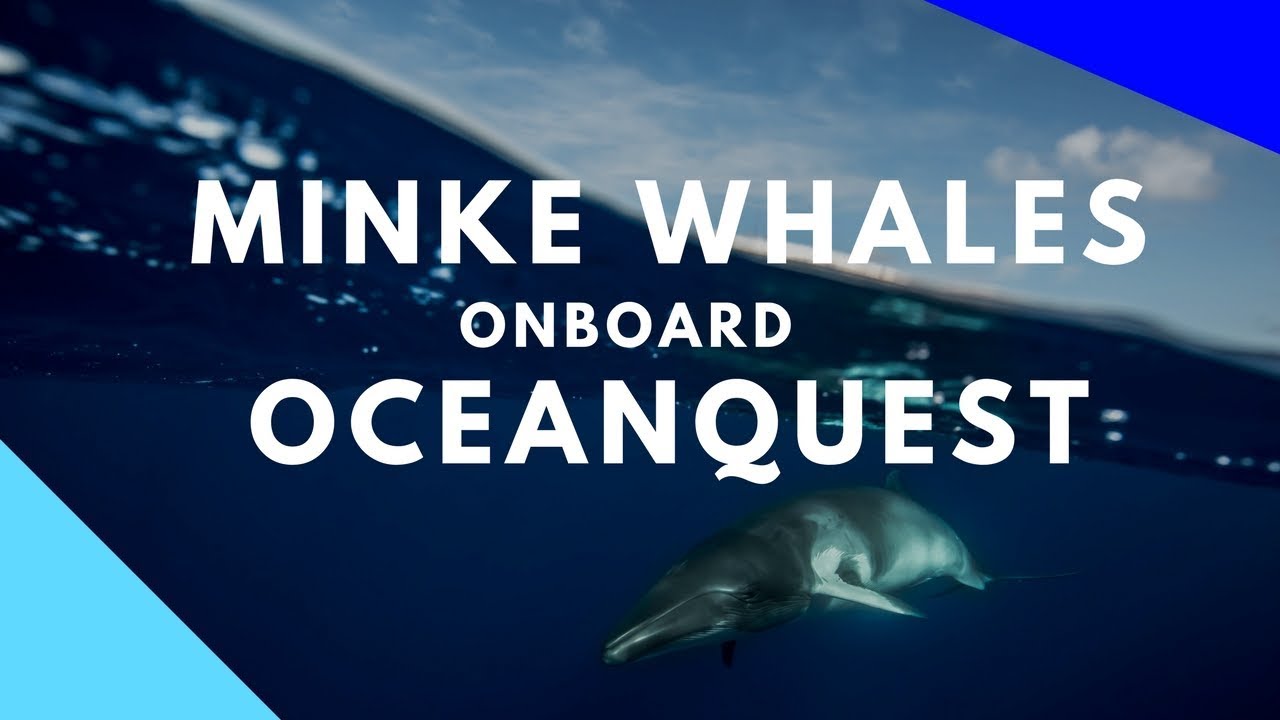 Swim With Minke Whales Onboard Oceanquest Youtube