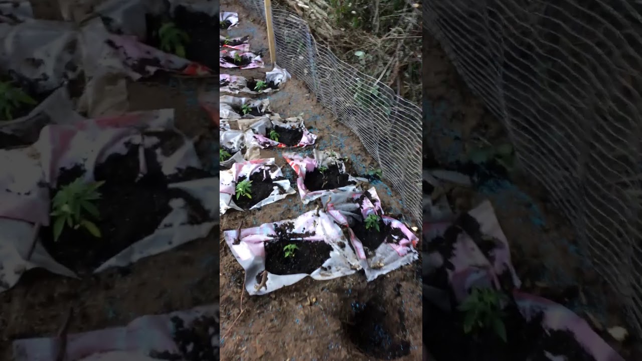 Outdoor guerilla grow uk 2017 video 1